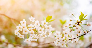 Defocused arka planda beyaz Lila görüntüsü