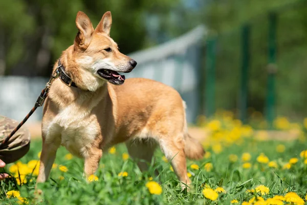 Fotografie zázvorného malého psa s otevřenými ústy a trčící jazykem s pólem kolem krku, sedící na zeleném trávníku se žlutými květy — Stock fotografie