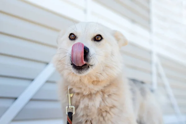 Foto av Labrador hund tittar på kamera mot vit träbyggnad — Stockfoto