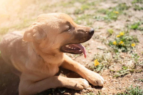 Fotka zázvorového psa, jak chodí na trávník s dandelii v parku — Stock fotografie
