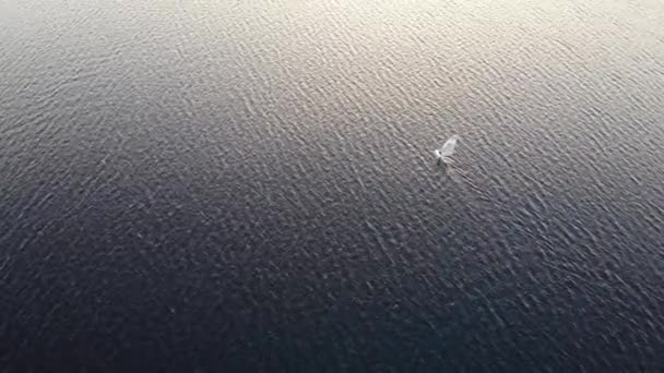 Biała deska żeglarska i sylwetki kajakowe pływają po falującej wodzie — Wideo stockowe