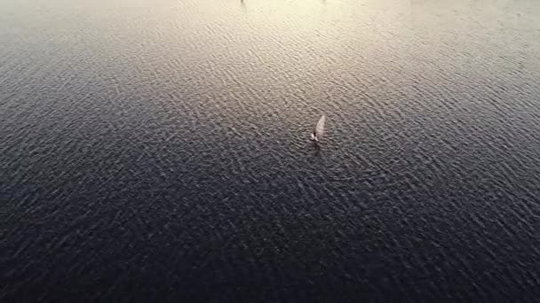 Windsurfistas distantes em pranchas navegam em água ondulante — Vídeo de Stock