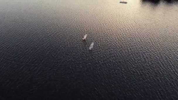 Silhouettes de planchiste naviguent près des bateaux à la rive avec des arbres — Video