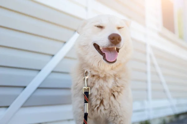 Zdjęcie Happy Labrador Pies patrząc na aparat z białym drewnianym budynku — Zdjęcie stockowe