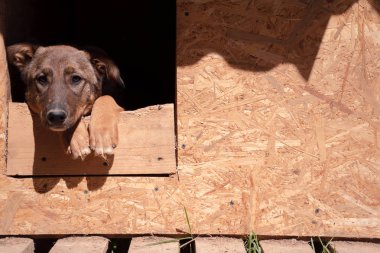 Zencefil köpek yaz bahçesinde ahşap kabinde oturan fotoğraf