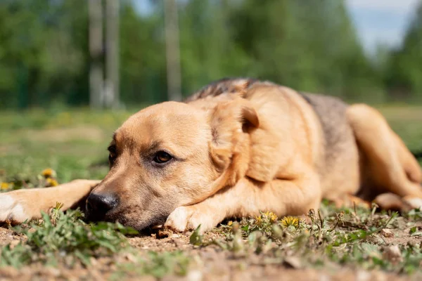 公園でタンポポと芝生の上を歩くジンジャー犬の画像 — ストック写真