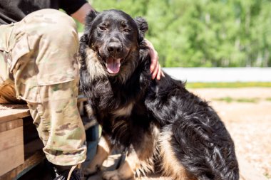 Yürüyüş için yaz günü bulanık arka plan üzerinde yan ve adam ayaklarına bakan siyah köpek Fotoğrafı