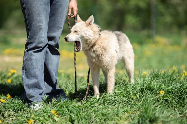Foto av hund med koppel och kvinna i jeans på Walk in Park på sommardag — Stockfoto