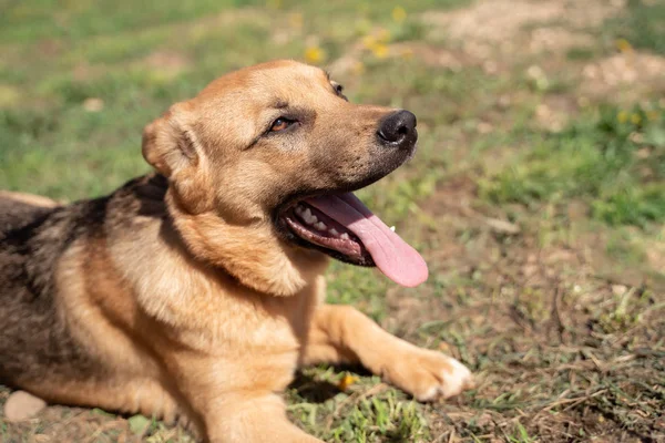 Foto von Ingwerhund mit heraushängender Zunge beim Spazierengehen auf dem Rasen mit Löwenzahn Sommertag — Stockfoto