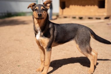 Yaz aylarında bahçede ahşap kabin yakınında kameraya bakan köpek fotoğrafı
