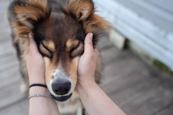 Foto des Mannes Hände streicheln Hunde Gesicht auf verschwommenem Hintergrund des weißen Gebäudes — Stockfoto