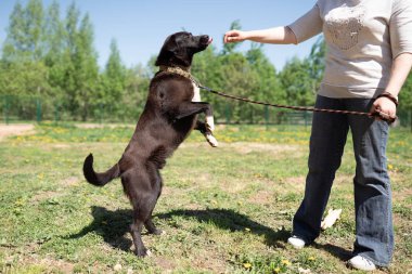 Tasmalı siyah köpek ve parkta yürüyen kadın fotoğrafı
