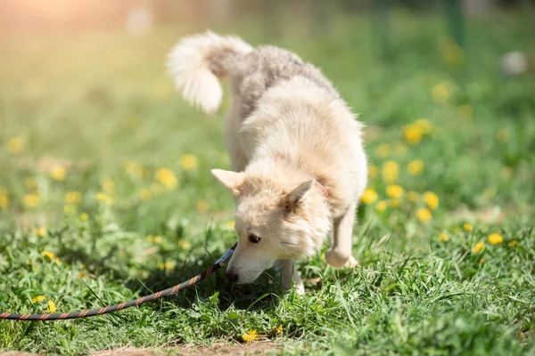 Bild av vit hund på promenad på gräsmattan med maskrosor på sommardag — Stockfoto