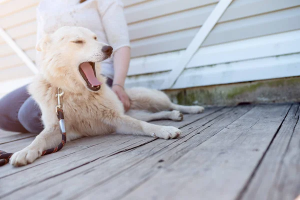 Beyaz ahşap duvar açık havada esneyen beyaz köpek ile kadın fotoğrafı — Stok fotoğraf