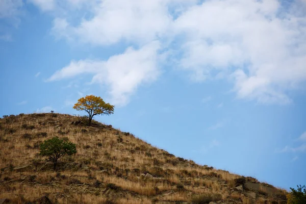 Фото гірського пагорба з деревом, блакитне небо з хмарами — стокове фото