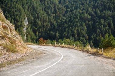 Yaylalarda, ağaçlarda asfalt yol fotoğrafı