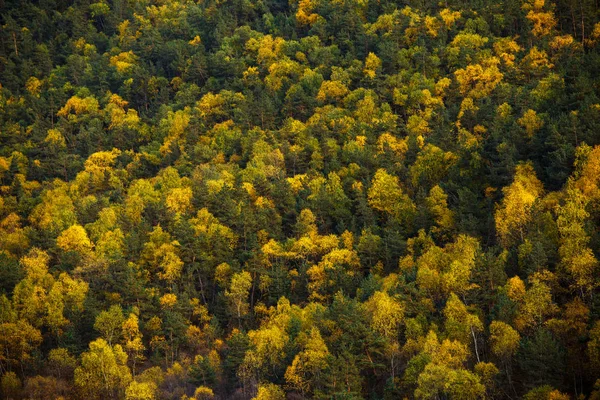Close-up photo of green, yellow mountain pines — Stock Photo, Image
