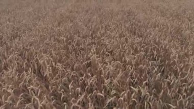 akşam sahada harika yoğun sarı olgun buğday sivri