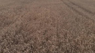 yeşil yoğun ormanlara karşı çizgili olgun buğday tarlası