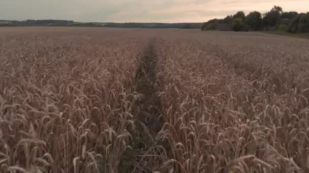 Спелые пшеничные поля вечером против заката в фиолетовом небе — стоковое видео
