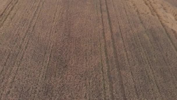 Reifes Weizenfeld am Abend vor grünen dichten Wäldern — Stockvideo