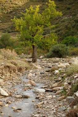 Dağ alanı ,akarsu ,ağaç fotoğrafı