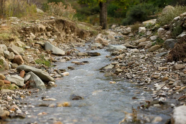 Photo of mountain stream, stones, green plants on shore — Stock Photo, Image