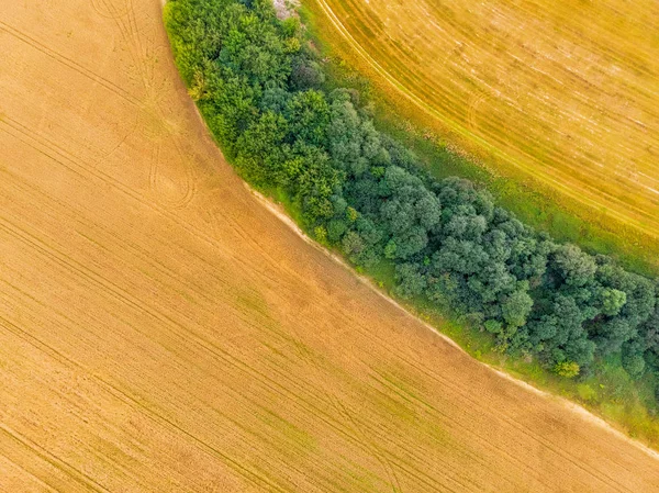 Mavi gökyüzü ile buğday tarlası fotoğrafı, yaz günü.