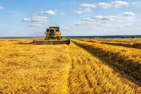 从远方的收割机收获小麦的图像，蓝天. — 图库照片