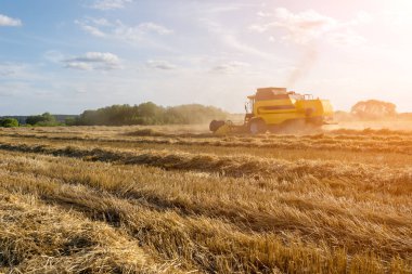 Buğday tarlası çalışma görüntü hasat birleştirmek, mavi gökyüzü.