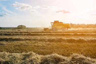 Buğday tarlası çalışma görüntüsü hasat birleştirmek.