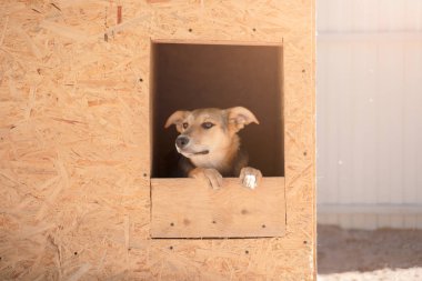 Yaz aylarında bahçede ahşap kabinde oturan zencefil köpek görüntüsü