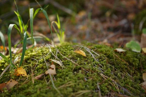 Nahaufnahme Foto von Waldmoos, Gras — Stockfoto