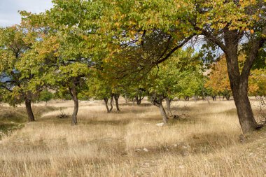 Sonbahar ağaçlarının görüntüsü, yeşil alan