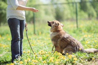 Parkta yürüyen tasmalı köpek ve kadın fotoğrafı