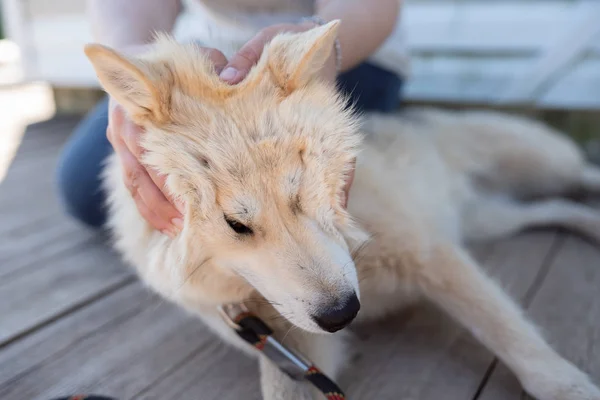 Foto av kvinna strök vit hund nära vit trä vägg utomhus — Stockfoto