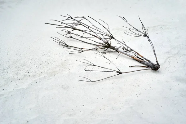 Schneefeld mit trockenem Ast Nahaufnahme — Stockfoto