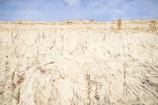 Sandstrand med torrt gräs mot molnig himmel — Stockfoto