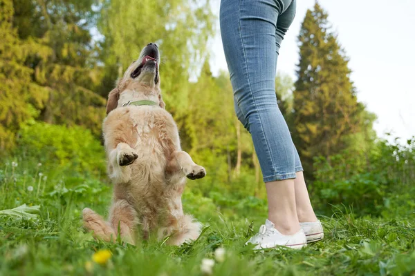 Žena na procházce se psem na trávníku na trávníku — Stock fotografie