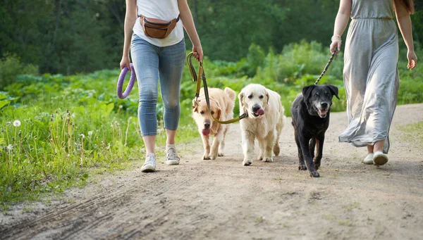 İki tanınmayan kadın parkta üç köpekle yürüyor. — Stok fotoğraf
