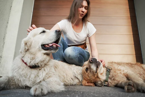 Öğleden sonra sokakta iki köpeğin yanında kot pantolonlu genç kız.. — Stok fotoğraf