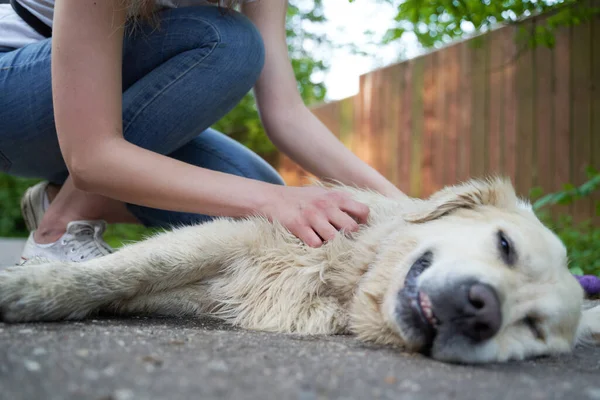 Frau streichelt glücklichen Hund, der im Sommer am Boden liegt. — Stockfoto