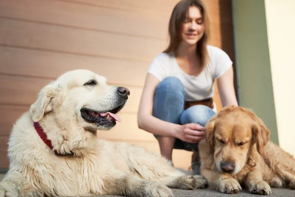 Öğleden sonra iki köpeğin yanında kot pantolonlu bir kadın. — Stok fotoğraf