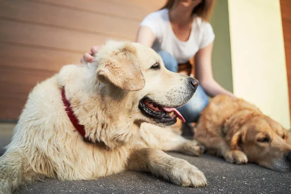 Junge Frau in Blue Jeans neben zwei Hunden am Nachmittag auf der Straße — Stockfoto