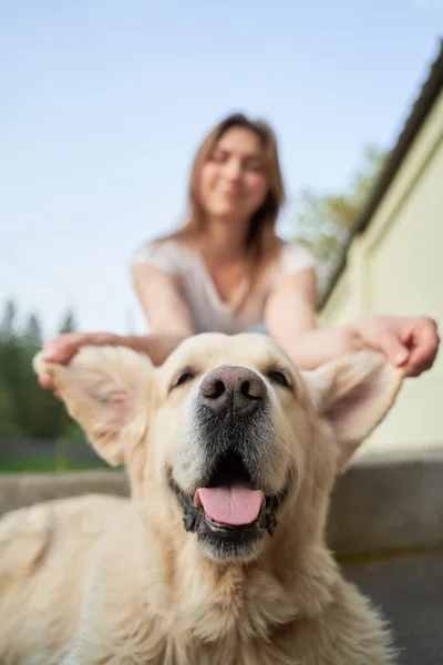 Detailní záběr dívky držící psa za uši v letní den — Stock fotografie
