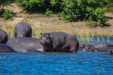 Büyük nehir, Chobe Ulusal Parkı, Botsvana serin su içinde dinlenme suaygırları sürüsü.