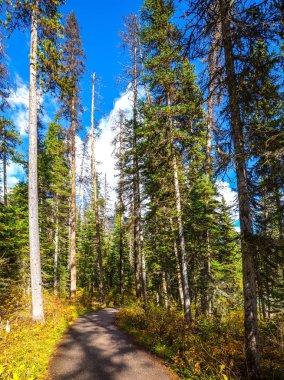 Sabah Emerald Gölü, Yoho Milli Park, Amerika Birleşik Devletleri.