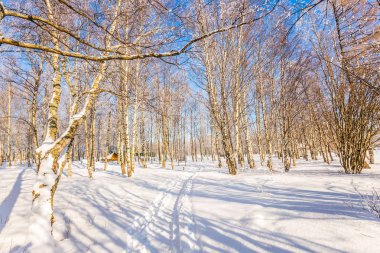 Woodlands saydam soğuk hava, Lapland ile.