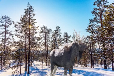 Orman kenarında oturan güçlü boynuzlu geyik.