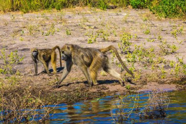 Babunlar sulama yerde büyük Nehri, Botswana'da Chobe Ulusal Parkı.